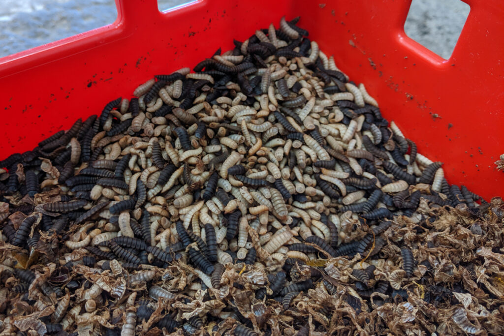 Aus den Larven der Schwarzen Soldatenfliege stellt madebymade Insektenmehl her