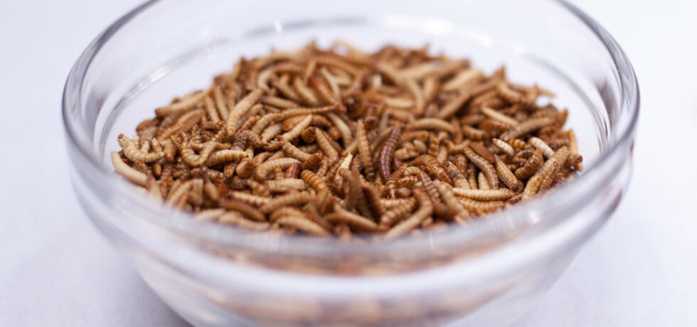 Larven des Glänzendschwarzen Getreideschimmelkäfers, meist Buffalowürmer genannt, in gefriergetrockneter Form als Lebensmittel.